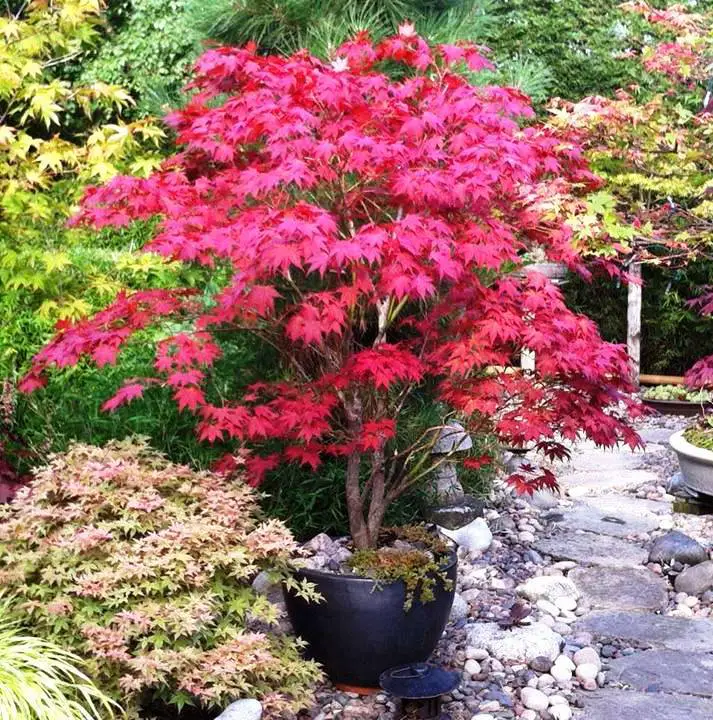 JAPANESE RED MAPLE