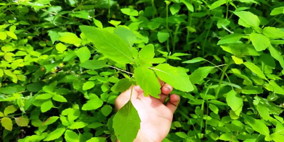 JEWELWEED IN HAND