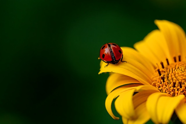Ladybug on Marigold