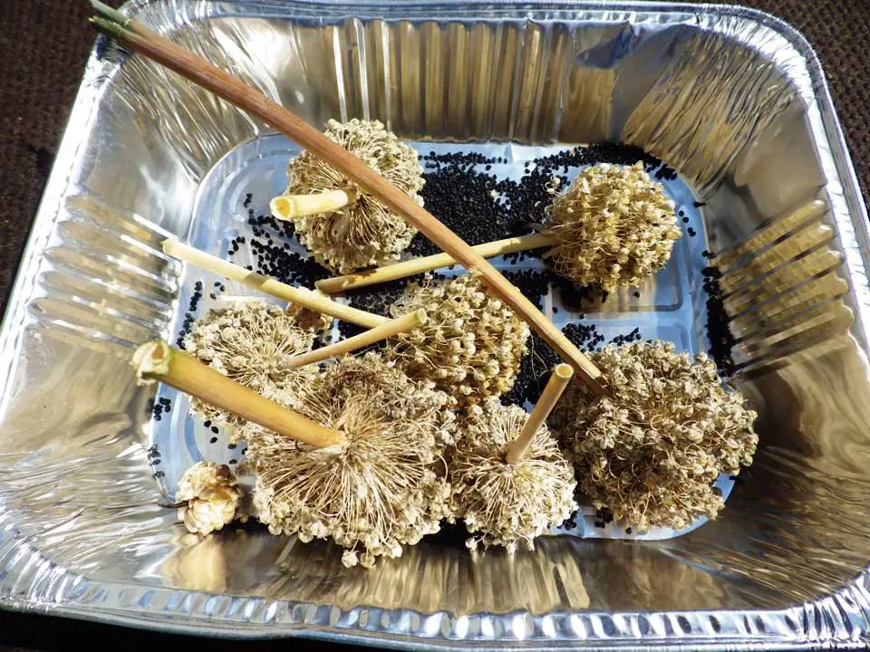 ONION FLOWERS DRYING