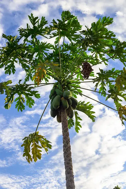 PAWPAW TREE