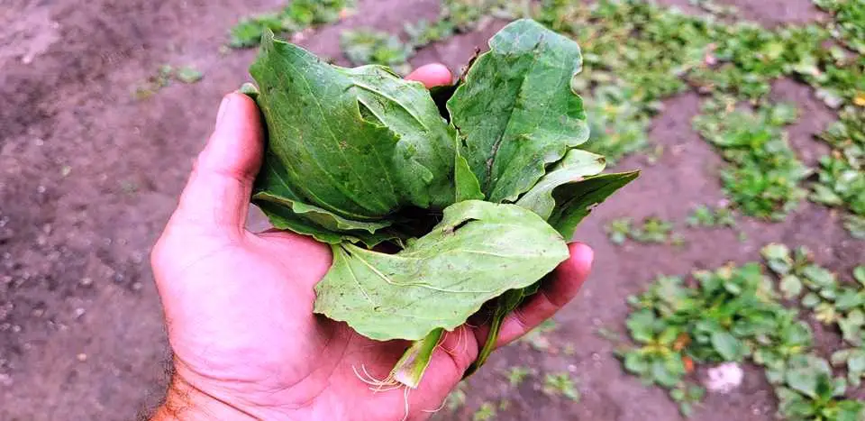 PLANTAIN LEAVES IN HAND