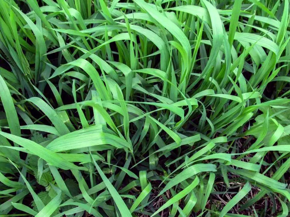 Quackgrass