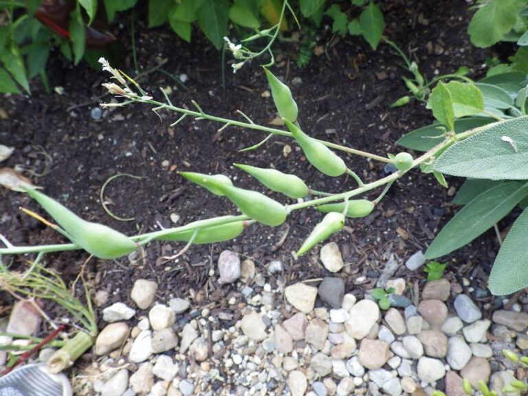 How to Build a Survival Seed Bank That Will Last for Years