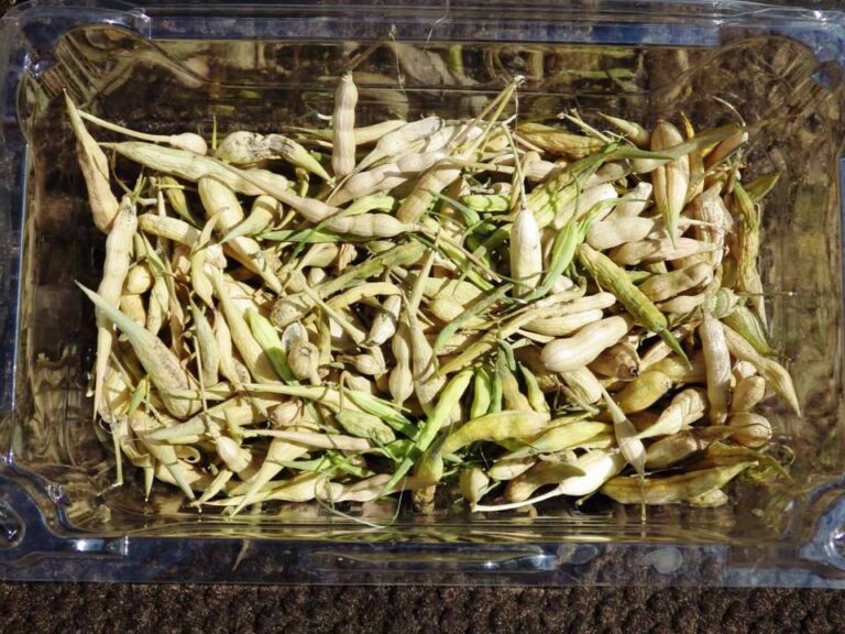 How to Build a Survival Seed Bank That Will Last for Years