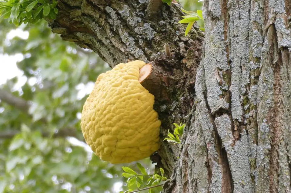 WITCHES BUTTER MUSHROOM