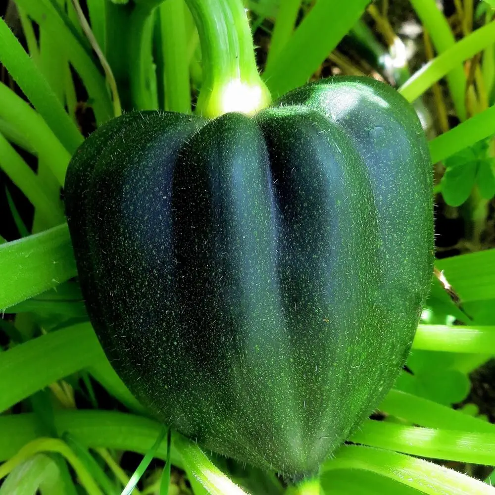 Acorn Squash
