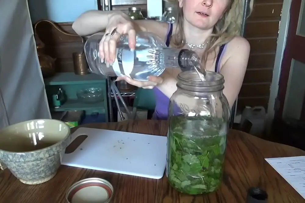 Adding Vodka to Lemon Balm