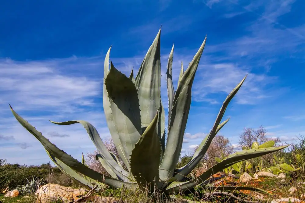 Agave Americana