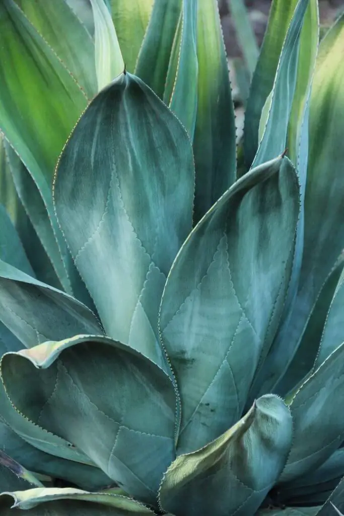 Agave Plant Up Close