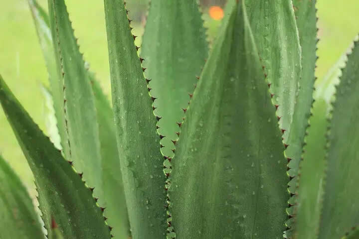 Agave Plant