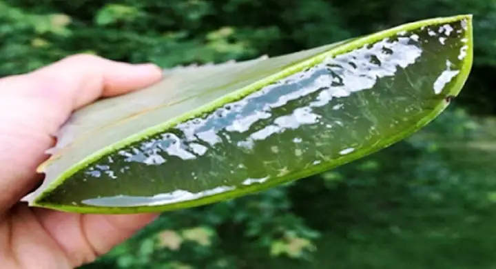 Aloe Vera Cut