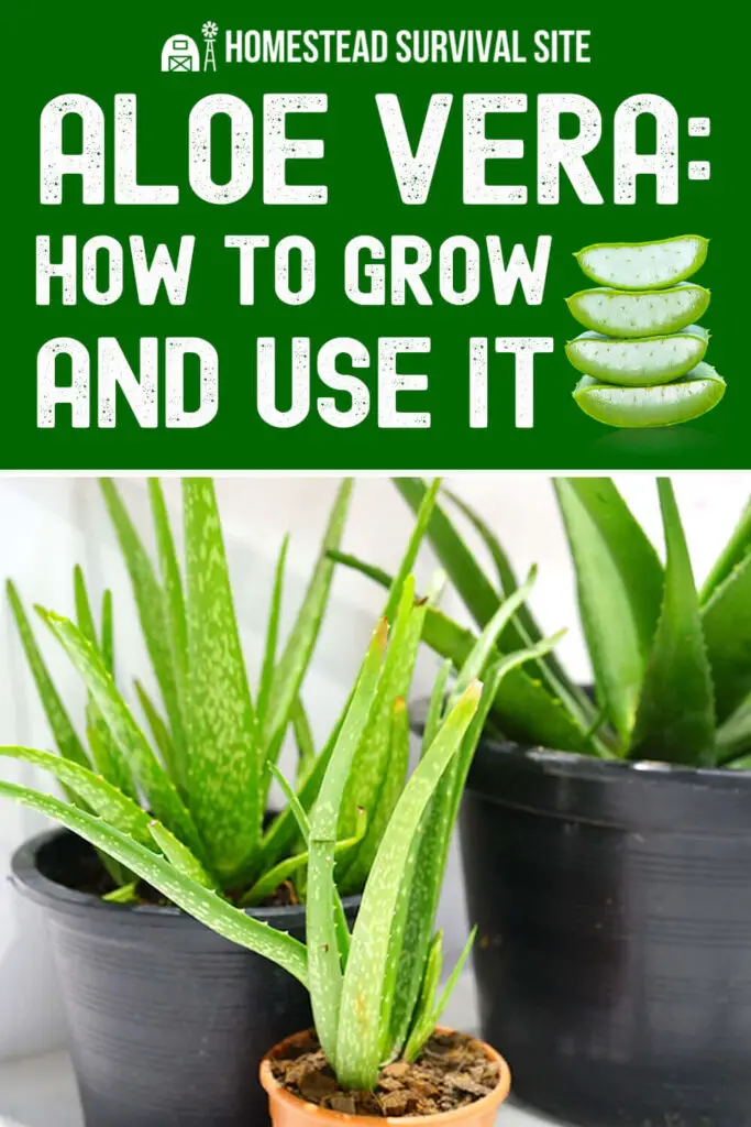 Aloe Vera: How to Grow and Use It