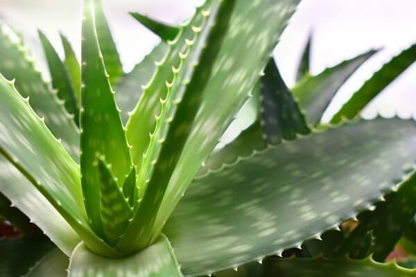 Aloe Vera Plant