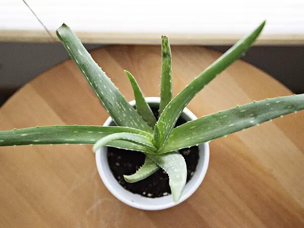 Aloe Vera Plant