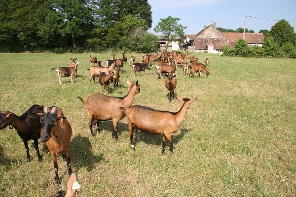 Alpine Goats