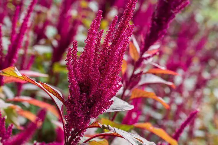 Amaranth Flowers Outside