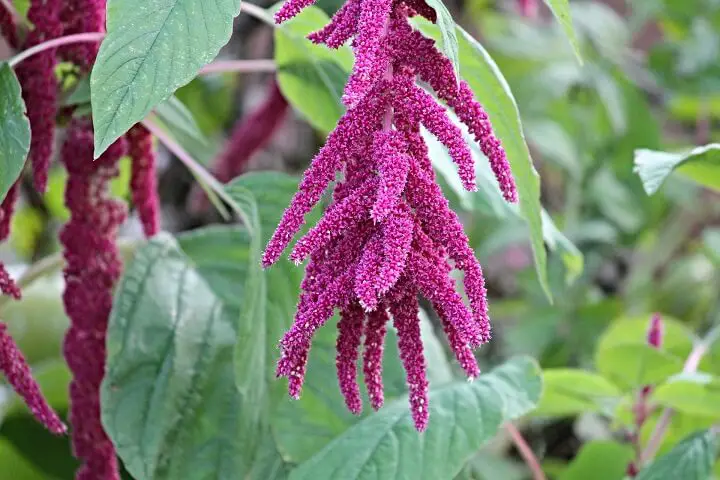 Amaranth Plant Purple