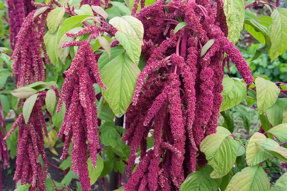 Amaranth Plant