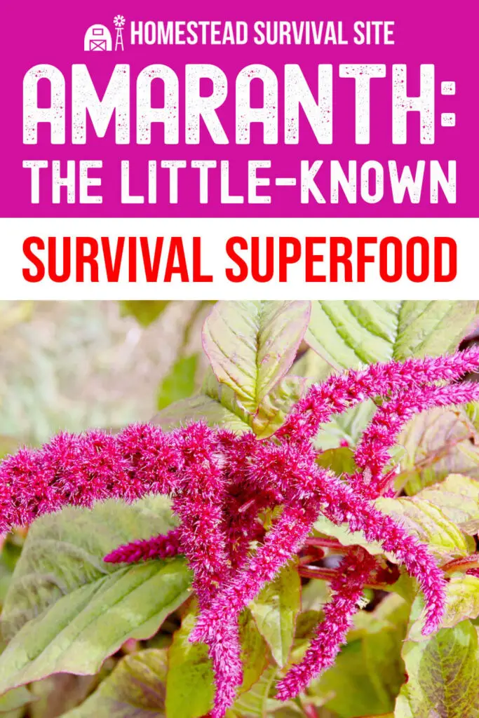 Amaranth: The Little-Known Survival Superfood