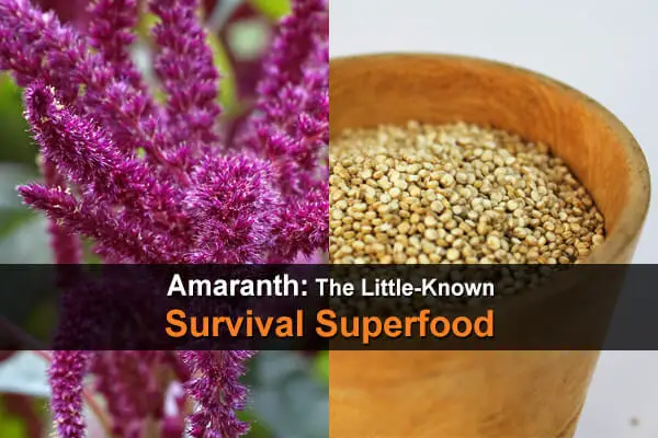Amaranth: The Little-Known Survival Superfood