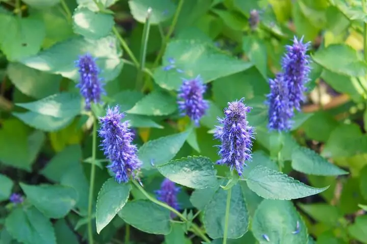 Anise Hyssop Plant