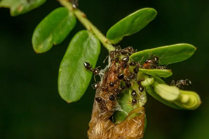 Ants on Plant