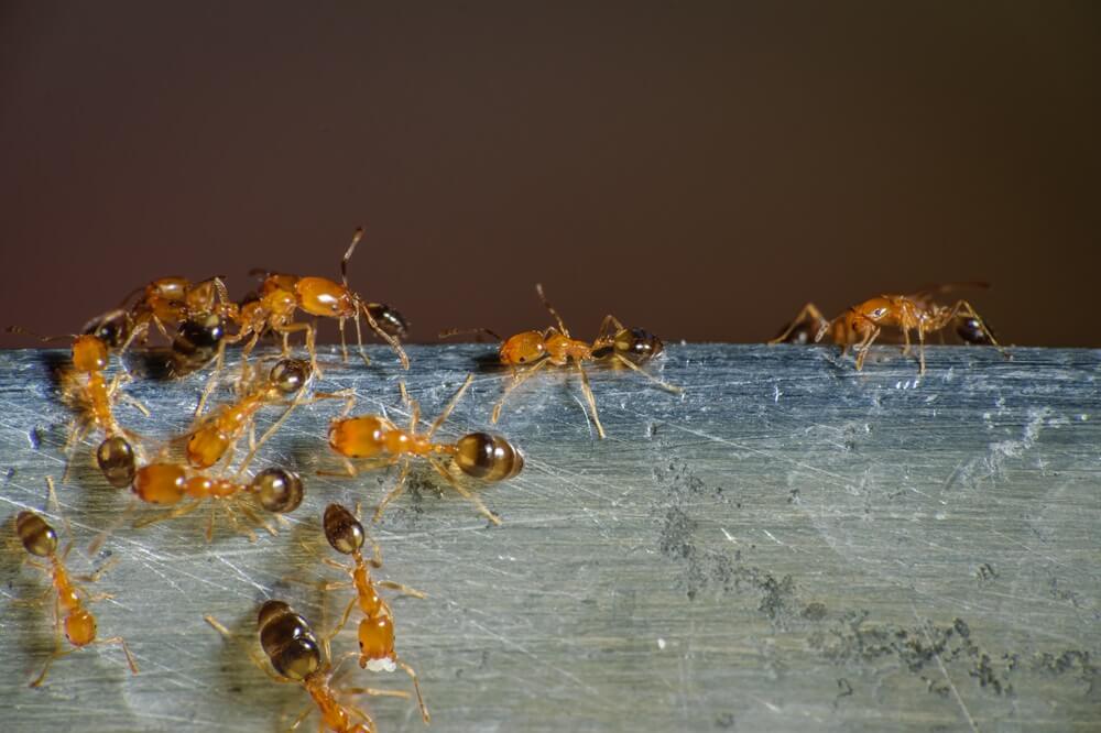 Ants Roaming Around