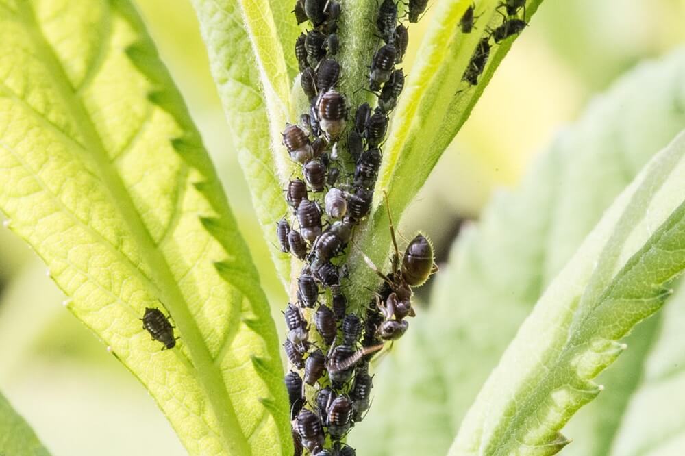 Aphids on Plant