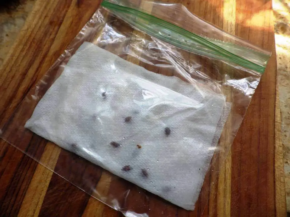 Apple Seeds on Paper Towel in Sandwich Bag