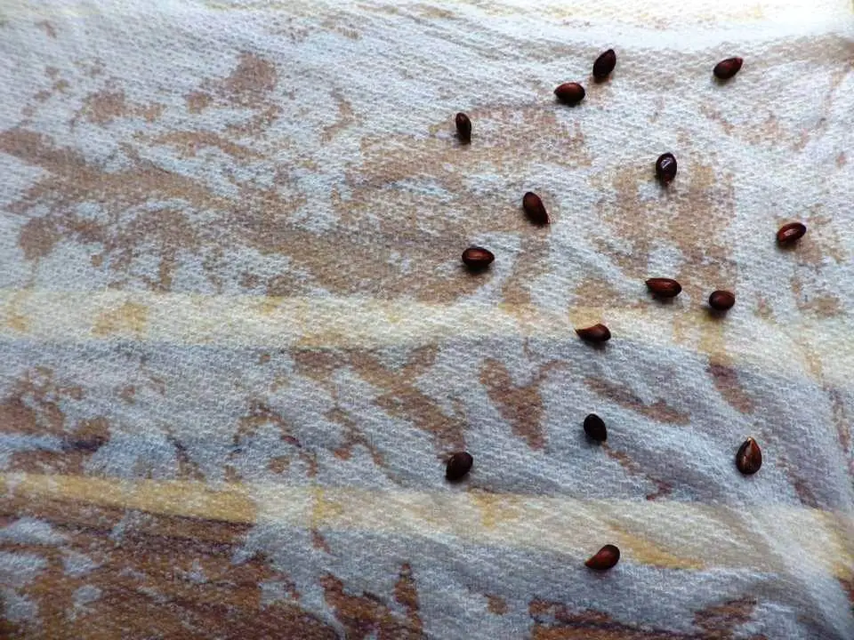 Apple Seeds on Paper Towel