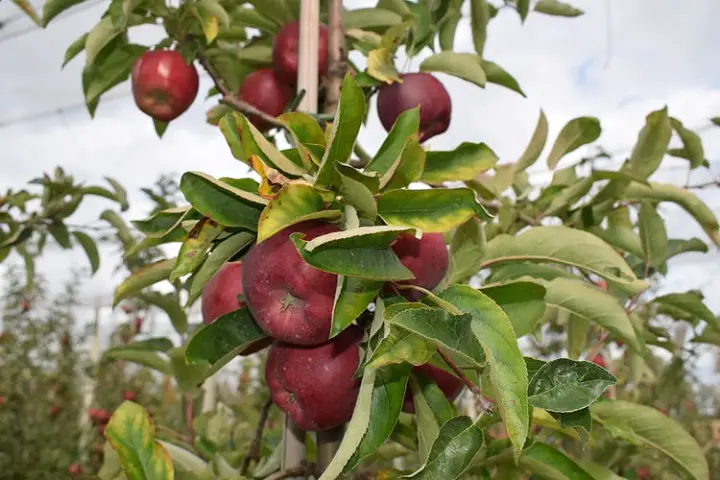 Apple Tree Branch