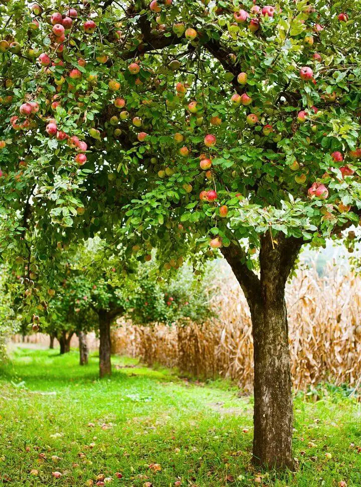 Apple Trees in Orchard