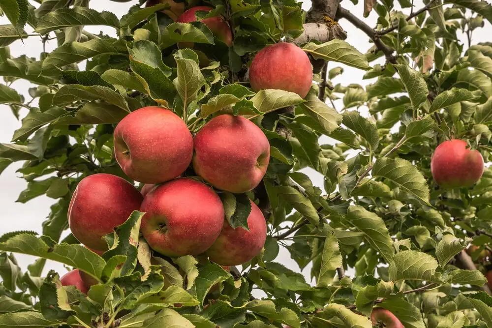Apples on Branch
