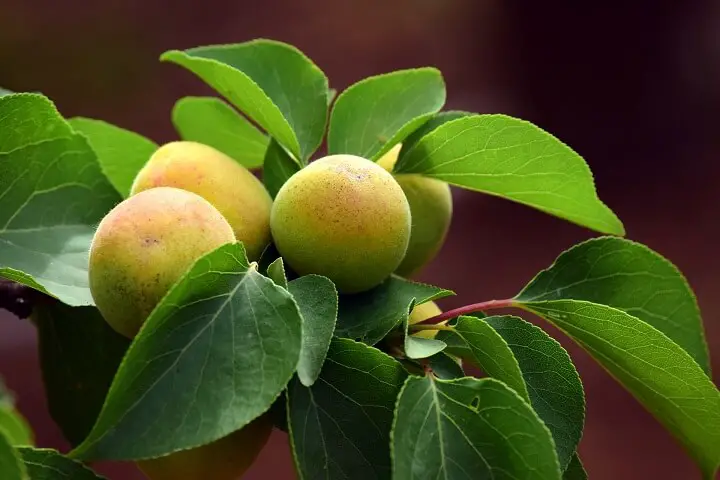 Apricot Fruit