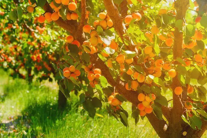 Apricot Trees on a Farm