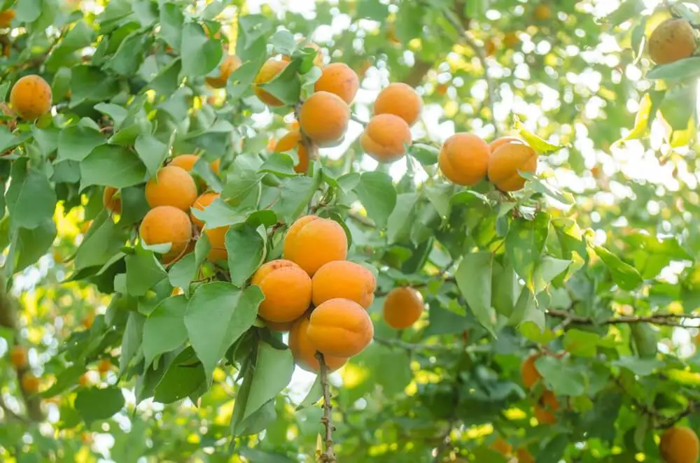 Apricots on Branch