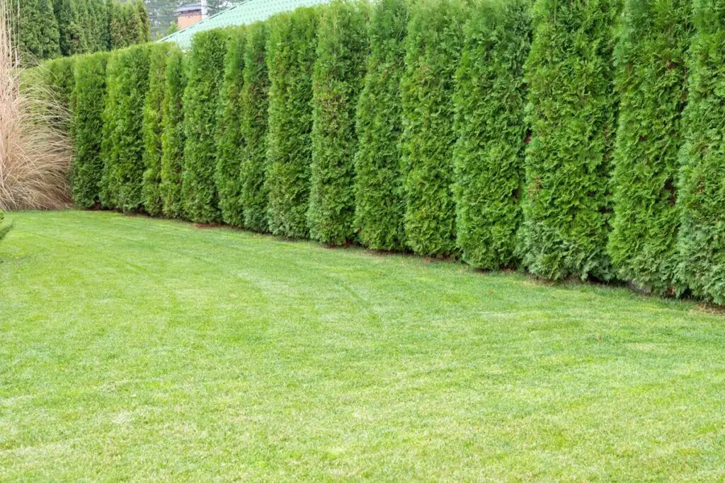 Arborvitae Emerald Green Hedge