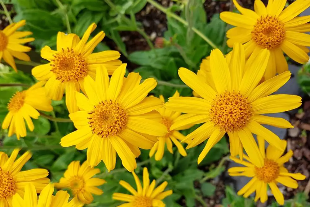 Arnica Flowers