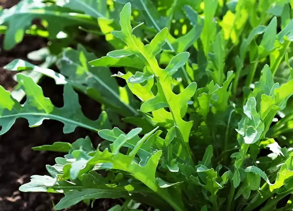 Arugula Plant