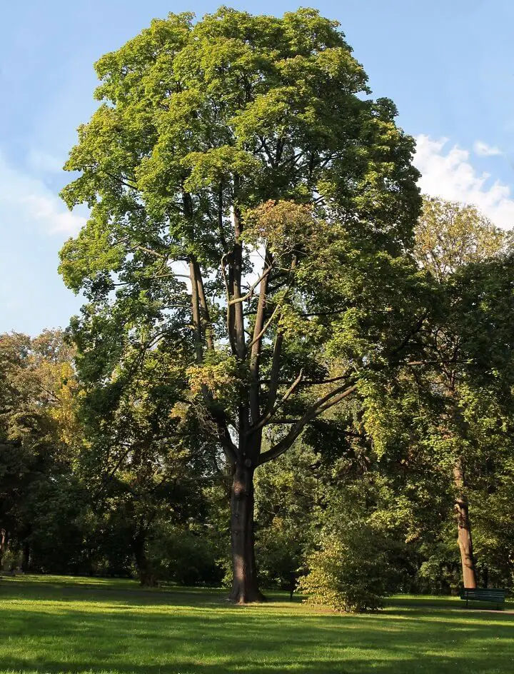 Ash Tree in Park