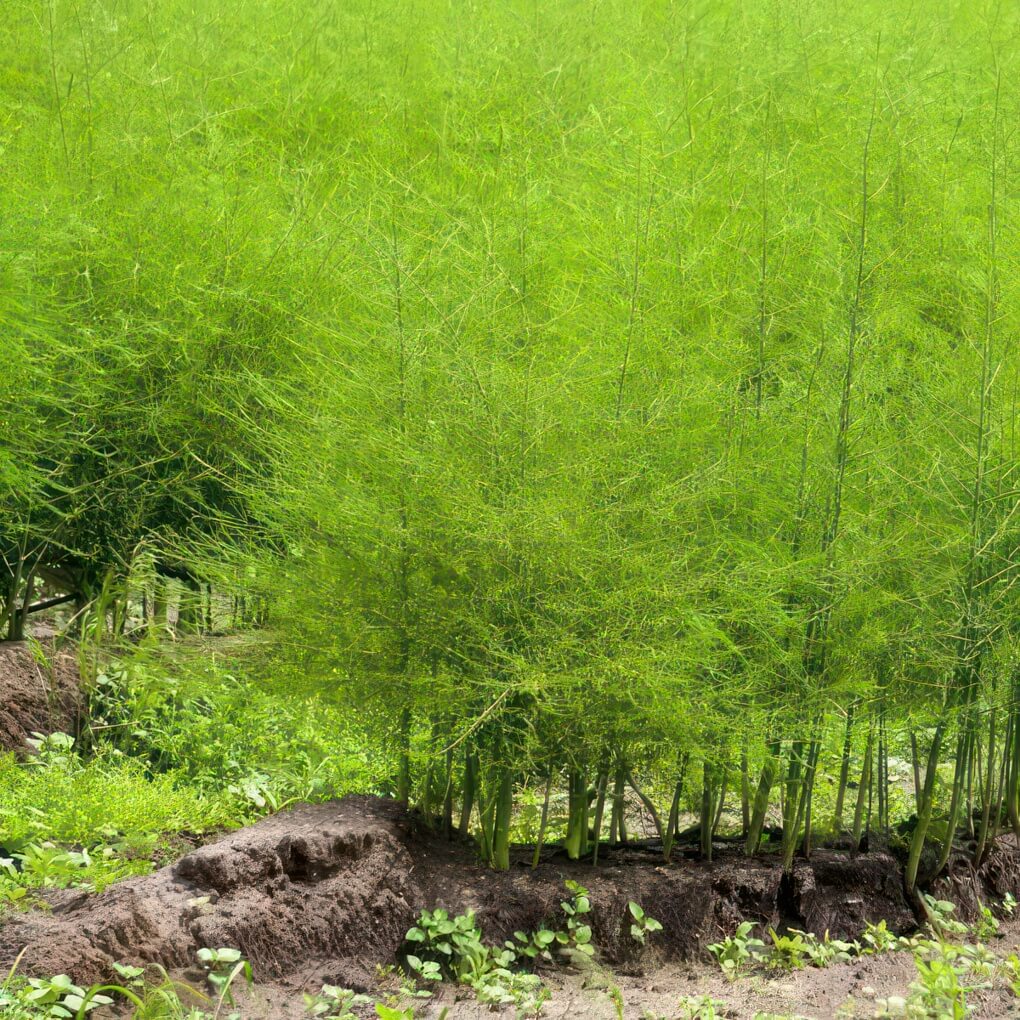 Asparagus (Asparagus officinalis)