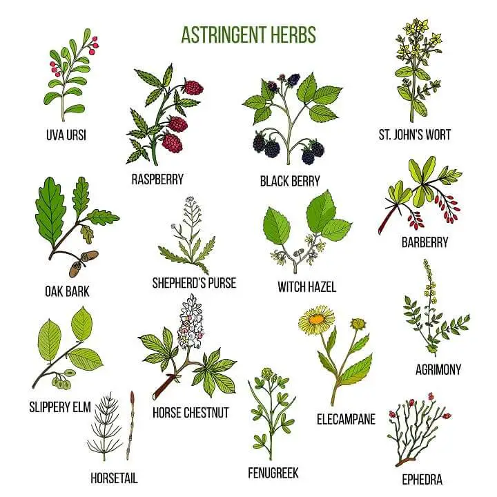 Astringent Herbs