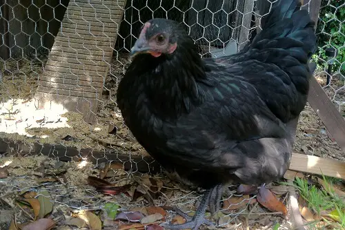 Australorp