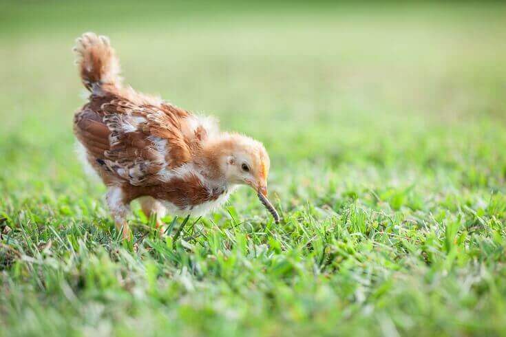 Baby Chick Eating A Worm