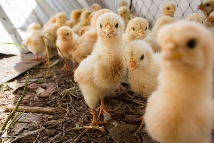 Baby Chicks On Farm