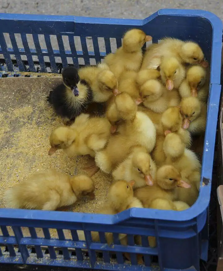 Baby Ducklings in a Crate