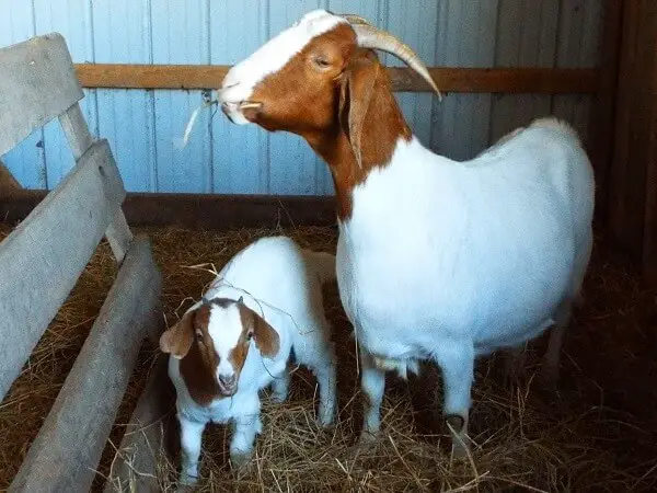 Baby Goat and Mother