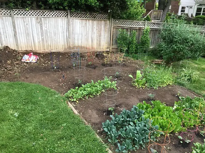 Backyard Vegetable Garden