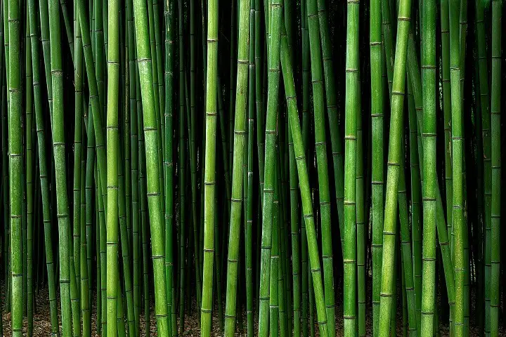 Bamboo Forest Closeup